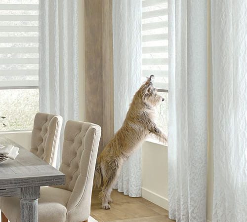 4 điều cần lưu ý khi mua rèm cửa sổ nếu nhà bạn có thú cưng